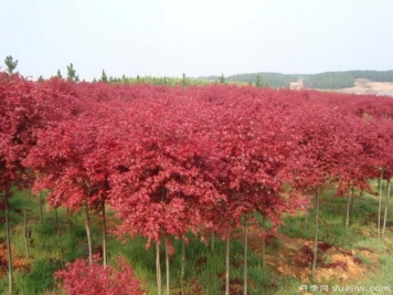 美国红枫的扦插条件及环境要求