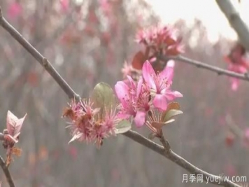 菏泽成武：千亩海棠反季节开花，逆袭深秋成一景