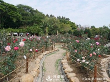 广州“五彩缤纷”的月季花园，开满全园，游客赞道太美了