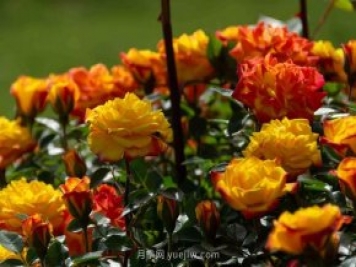安阳市滑县森林公园月季花开放，赏花打卡正当时
