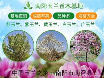行道树的分类，常见的常绿行道树品种有哪些？