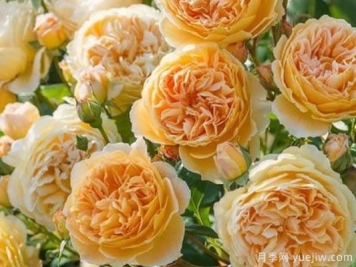 大花香水月季的养护方法，分享10种花香飘满屋