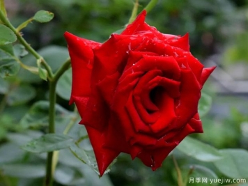 2023年情人节十大玫瑰品种销量榜，卡罗拉位居首位