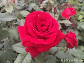原产中国的玫瑰花(月季花)，是如何成为美国国花的？