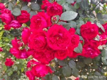 6款红色系的藤本月季品种，适合打造网红花墙