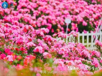 2024年第二届杭州市月季花展举办，赏500万株月季