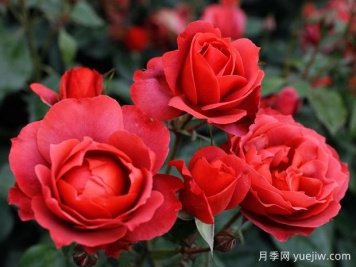 21朵玫瑰：不只是浪漫，还藏着这些深意