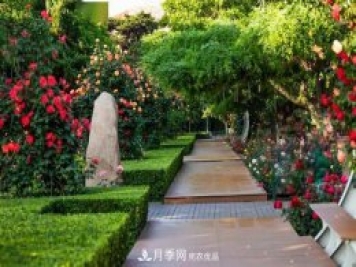 秦皇岛适合养月季花，市花和市树是什么