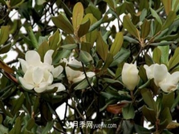 南召广玉兰树种植方法，适合种植在家里吗