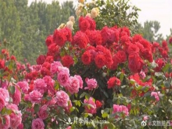 肥西县三河镇百亩树状月季园：花开正艳，产业增收