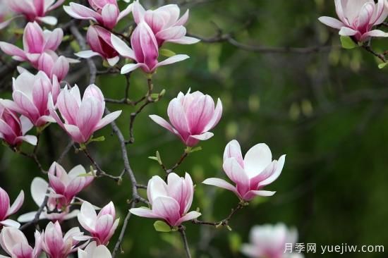 中国本土40个花卉品种介绍，我国是世界花园之母(图9)